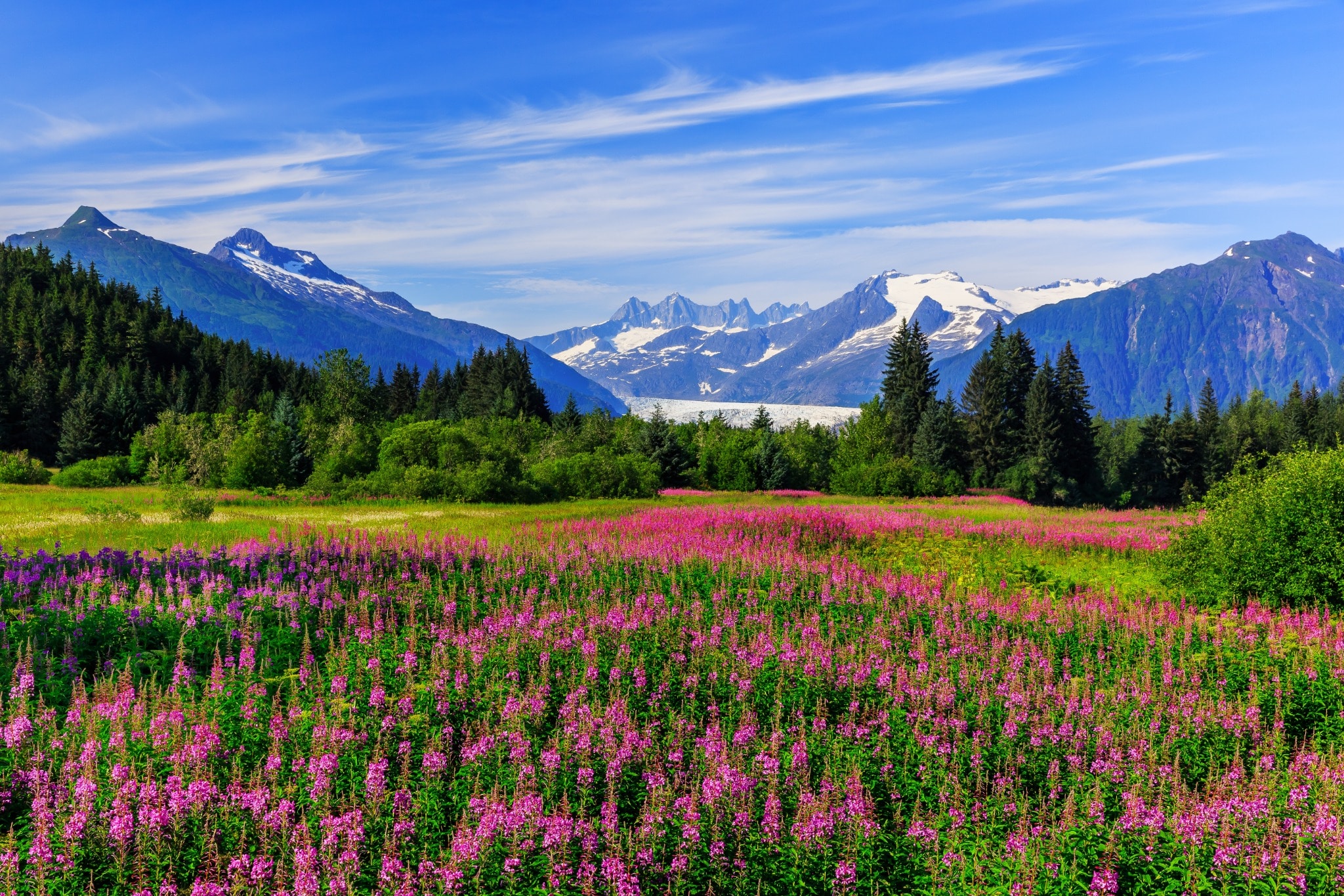 Bloemenveld met berglandschap bij Juneau, Alaska